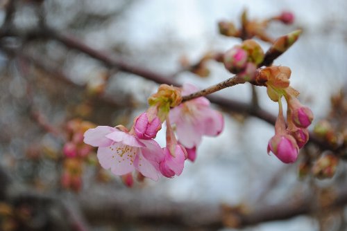 河津桜H24.3.27