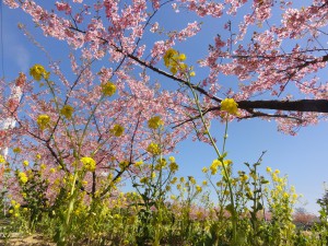 20150327掲載写真