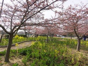 20150316掲載写真②
