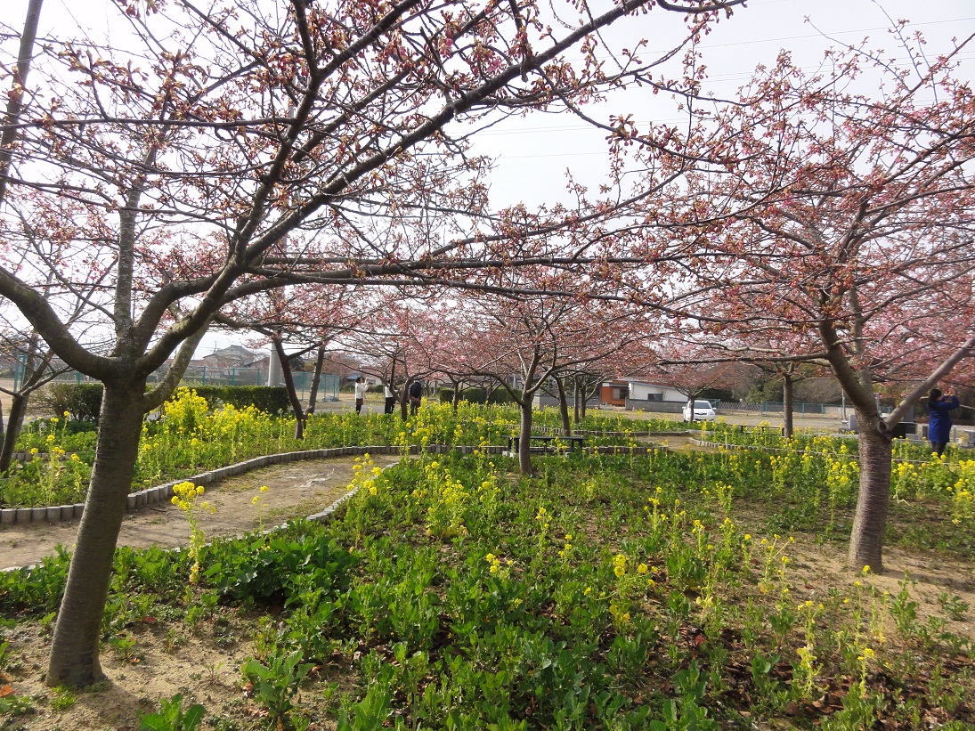 河津桜情報を更新しました(画像クリックで拡大表示）｜常磐共同