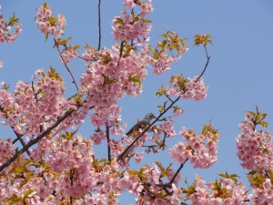 20150330掲載写真①