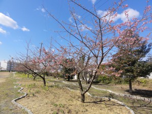 20150311掲載写真B