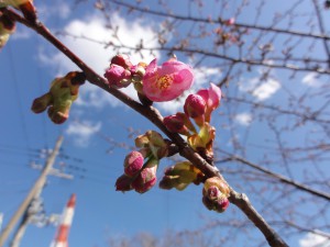 20150227掲載写真