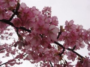 20150323掲載写真①