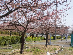 20150312掲載写真