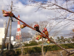 20150220掲載写真