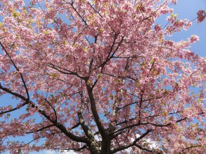 20150402掲載写真②