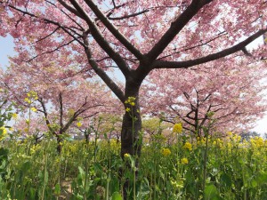 20150330掲載写真②