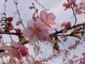 20150316掲載写真①