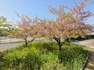 20150402掲載写真①