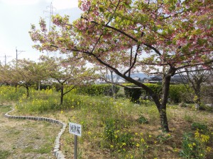 20150406掲載写真
