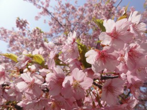 20150330掲載写真
