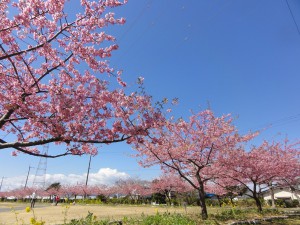 20150324掲載写真②