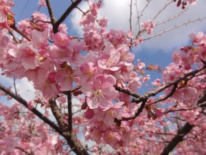 20160315掲載写真②