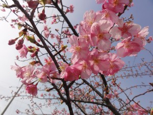 20160308掲載写真①　