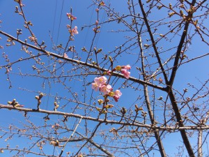 20160217掲載写真②