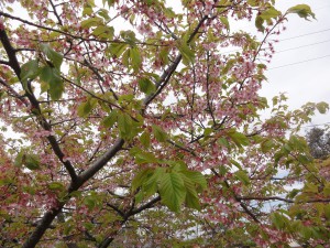 20160405掲載写真②
