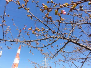 20160217掲載写真①