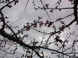 DSC09335