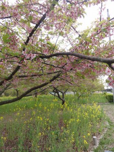 20160405掲載写真①