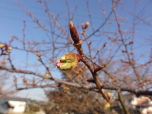 20160212掲載写真①