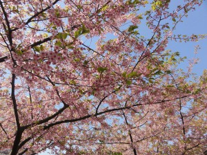 20160331掲載写真②