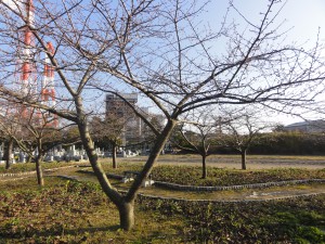 20160212掲載写真②