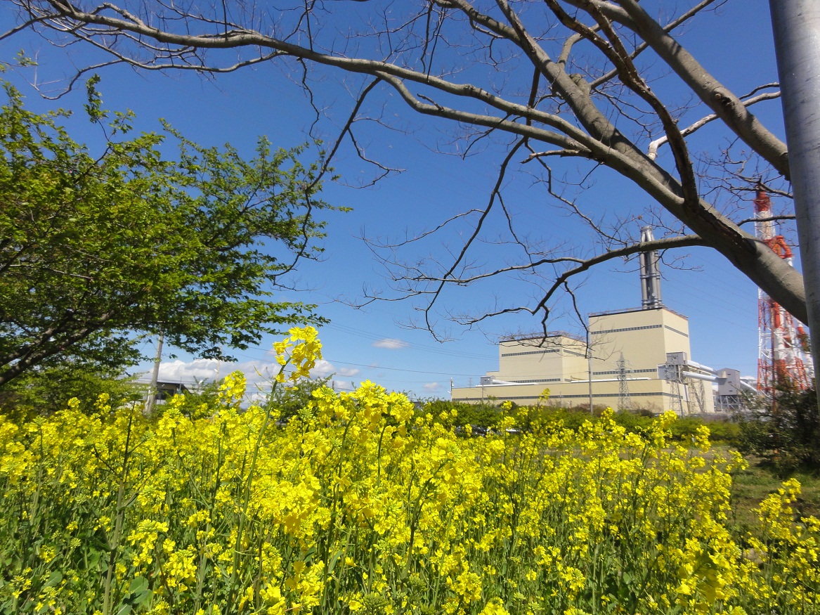 河津桜情報を更新しました(画像クリックで拡大表示）｜常磐共同
