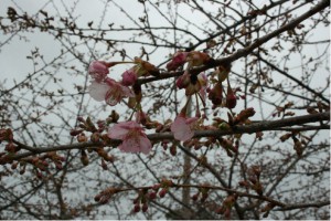 20170223掲載写真