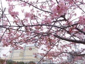 20170306掲載写真