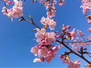 20170308掲載写真②