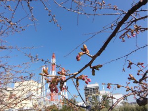 20170217掲載写真