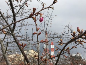 20170220掲載写真①