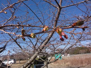 20170201掲載