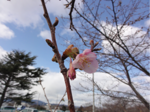 20170208掲載写真