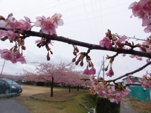 20170315掲載写真②