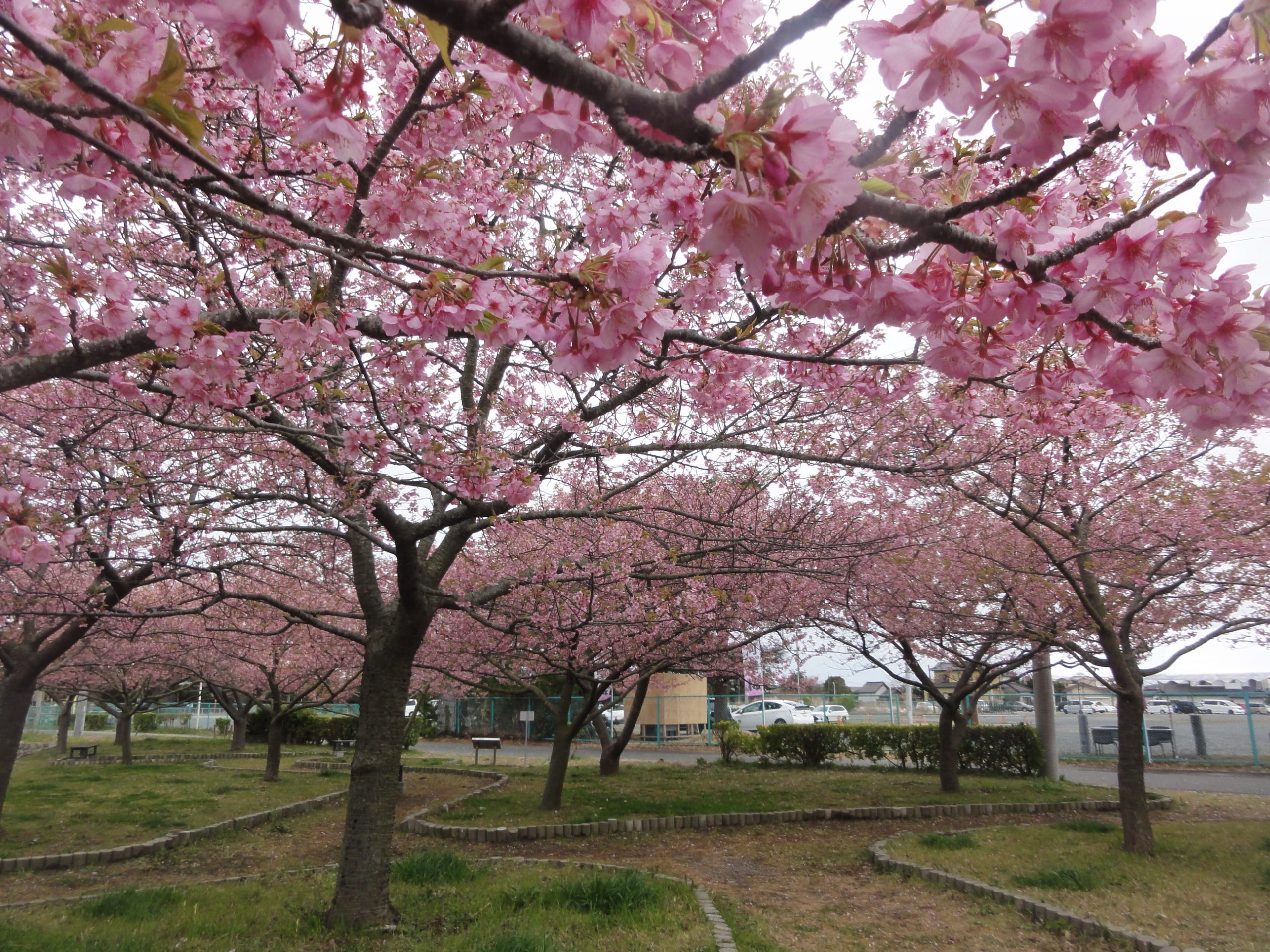 河津桜開花状況を更新しました。｜常磐共同火力株式会社